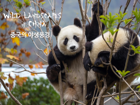 해외자연다큐_중국의 야생 풍경